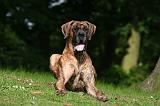 DOGUE ALLEMAND 810